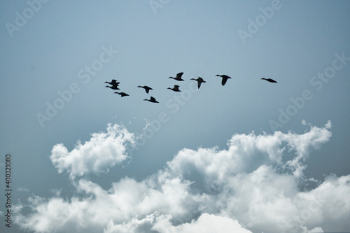 Fototapeta 快晴の冬の日に空を飛ぶ野鳥の群れ