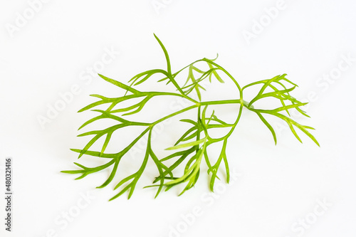 Green branch of fresh dill isolated on white background
