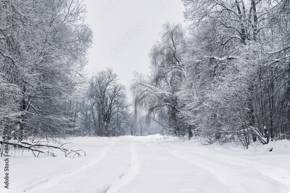 Obraz premium Winter forest landscape with snow-covered trees and a snowy path and snowdrifts.