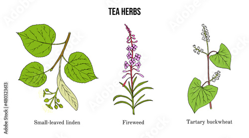 Set of different tea plants
