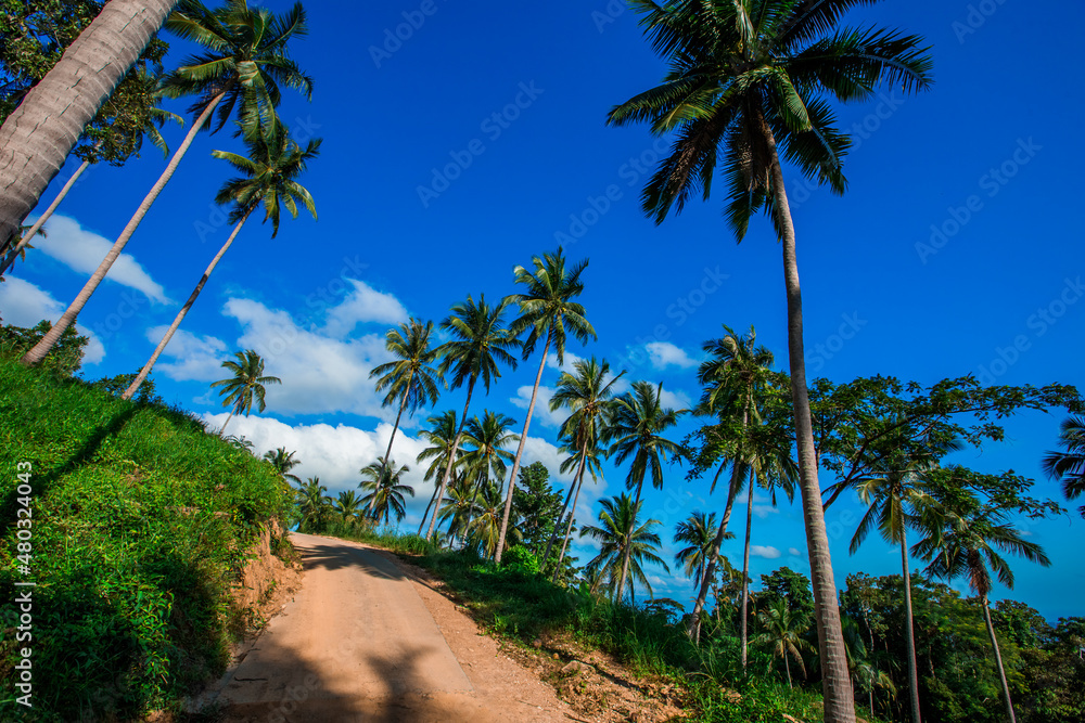 Obraz premium Wide angle natural background of coconut trees Up on the beach on the island, there is a blur of the sea breeze blowing, bright blue sky in summer.