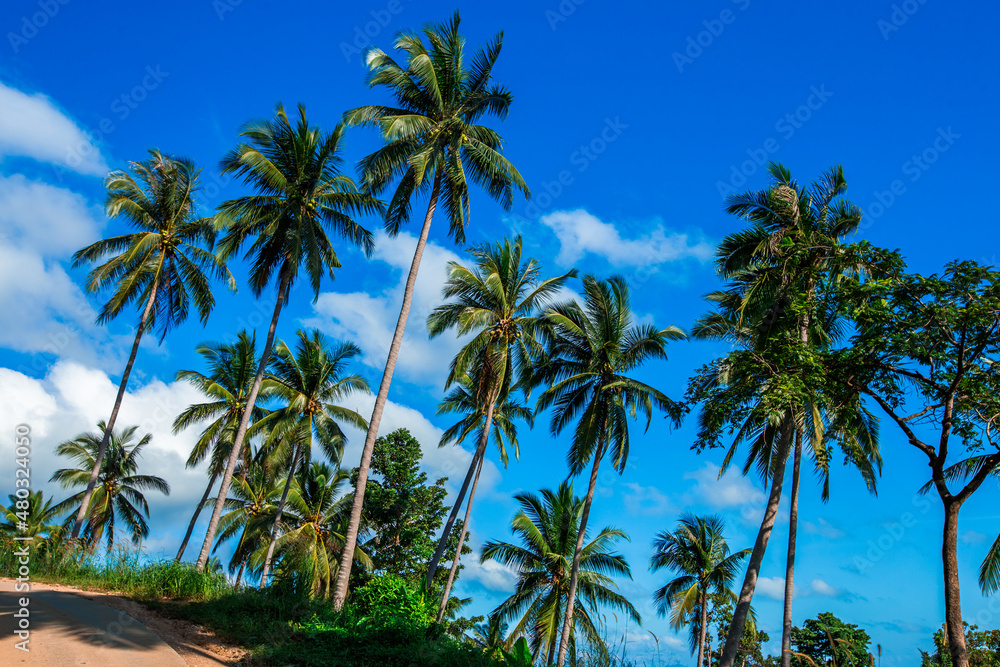Wide angle natural background of coconut trees Up on the beach on the island, there is a blur of the sea breeze blowing, bright blue sky in summer.