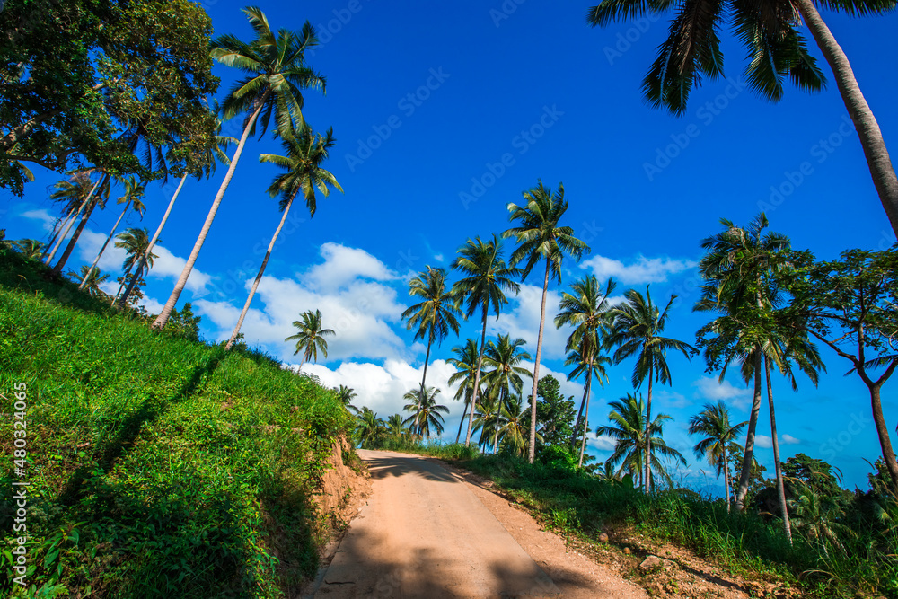 Wide angle natural background of coconut trees Up on the beach on the island, there is a blur of the sea breeze blowing, bright blue sky in summer. Wide angle natural background of coconut trees Up on the beach on the island, there is a blur of the sea breeze blowing, bright blue sky in summer.