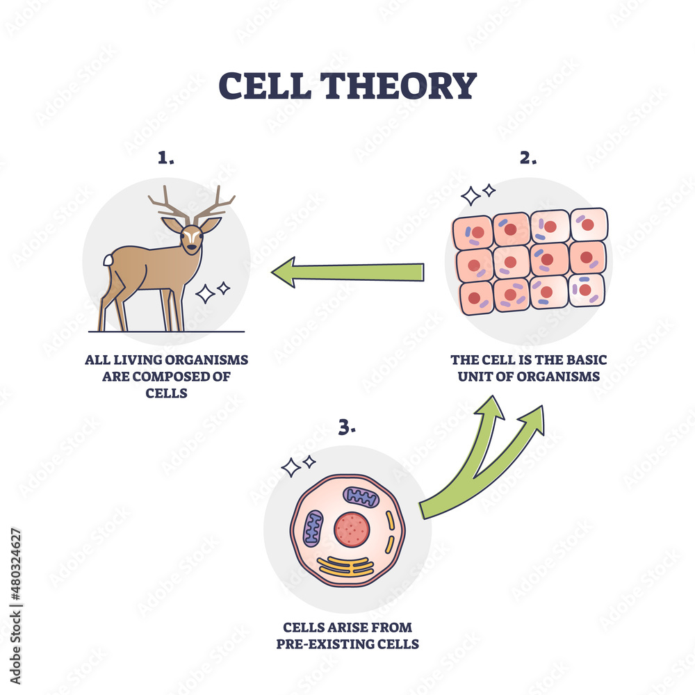 Cell theory for evolution and pre existing cells development outline diagram - obrazy, fototapety, plakaty 