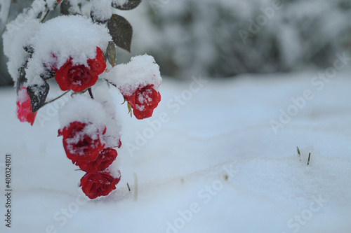 Pokryte śniegiem kwitnące róże. Ogród zimą. Kwitnące kwiaty pokryte śniegiem w ogrodzie. Zimowe zdjęcia kwiatów zimą w śniegu. 