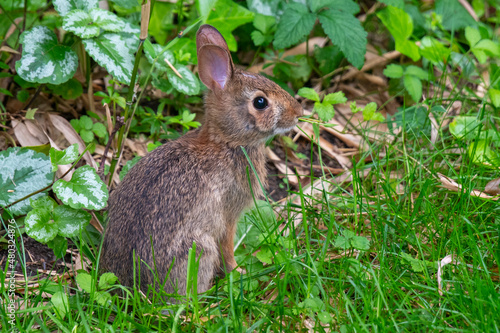 rabbit in the grass © Sergiy