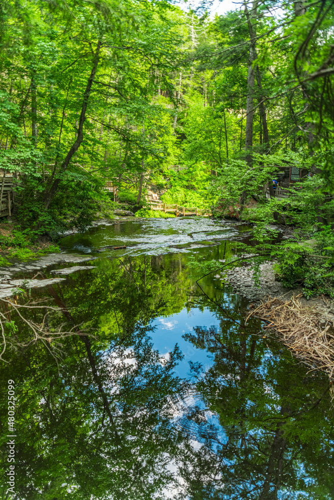 Obraz premium river in the forest