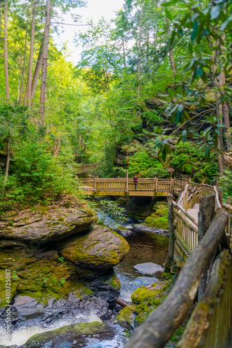 wooden bridge in the forest