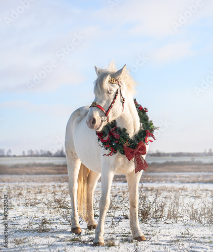 Isabella pony stands in a field with a New Year's wreath around her neck against the backdrop of a bright winter sky