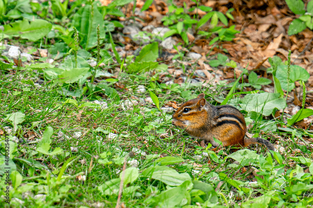chipmunk chipmunk