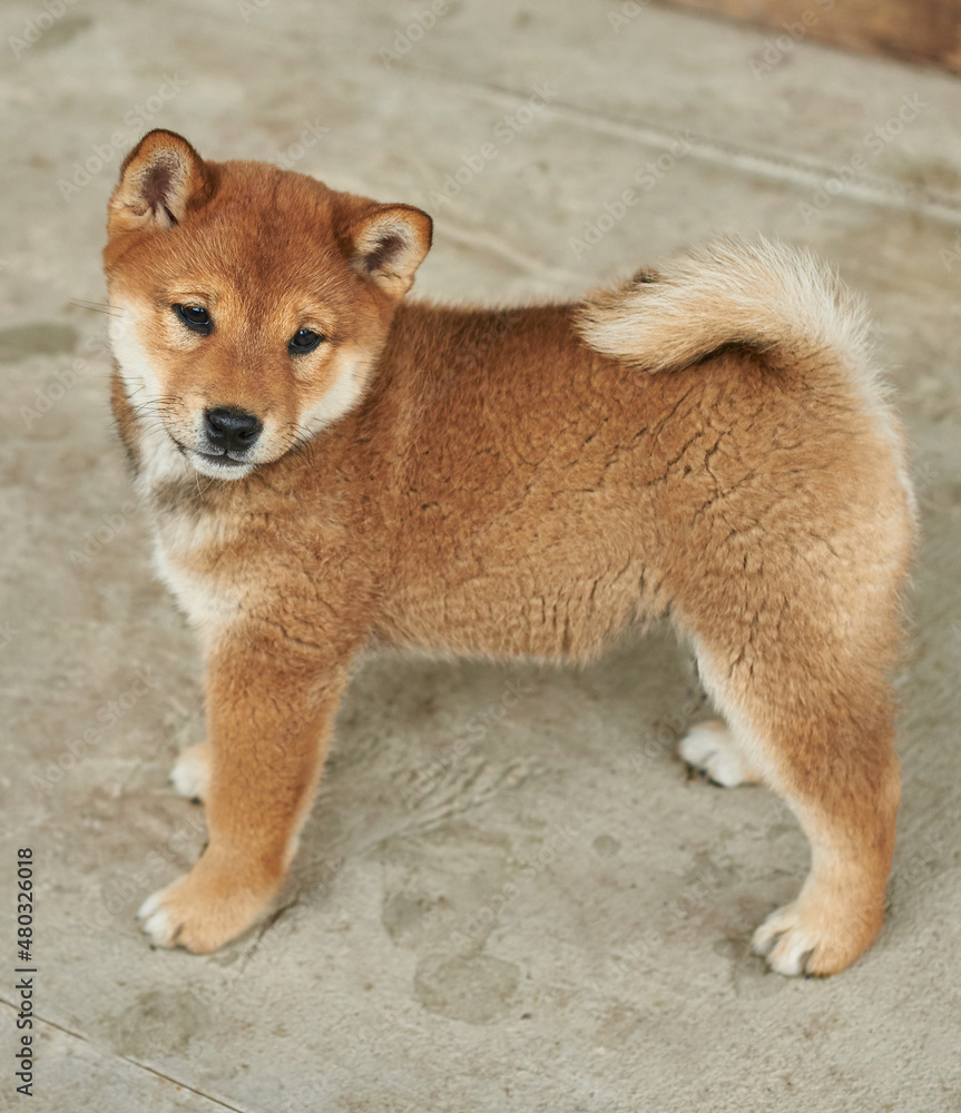 Portrait of a bright puppy of the Shiba Inu breed Portrait of a bright puppy of the Shiba Inu breed