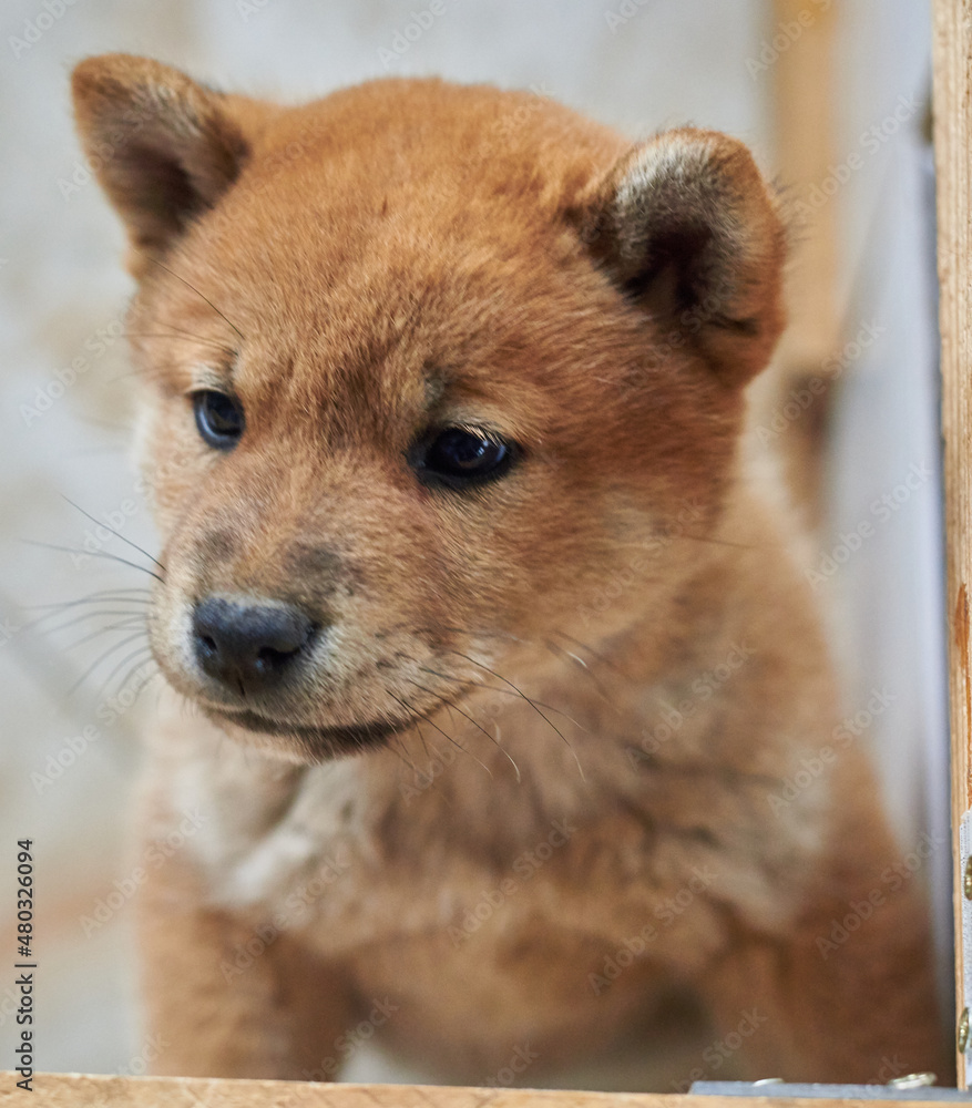 Portrait of a red puppy of the Shiba Inu breed Portrait of a red puppy of the Shiba Inu breed