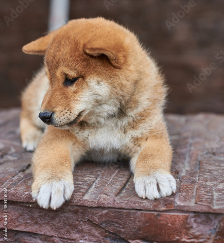 Shiba Inu puppy lies on the porch near the house
