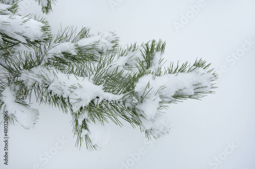 Pine branch covered with snow. Christmas natural background. Fluffy snow on pine branches. Pine with long beautiful needles. Close-up. Selective focus with copy space.