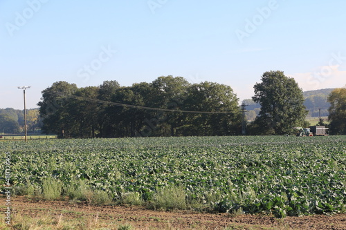 Blick auf ein Feld mit Kohl im Iserlohner Stadtteil Sümmern photo