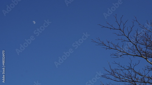 moon and tree