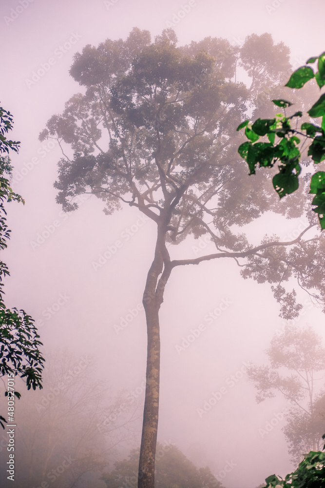 Obraz premium Background of mountains and nature surrounded, bright blue sky wallpaper. There are trees, green leaves, a beautiful ecology.