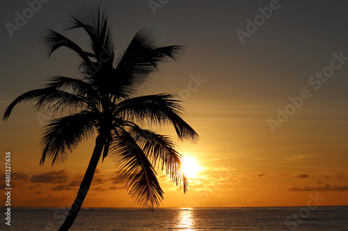 Silhouette of coconut palm tree on sea and sunset sky background. Tropical beach, sun in shining through palm leaves, paradise nature