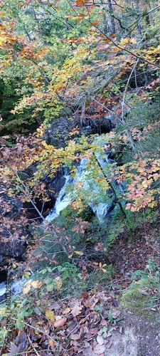 autumn leaves in the park