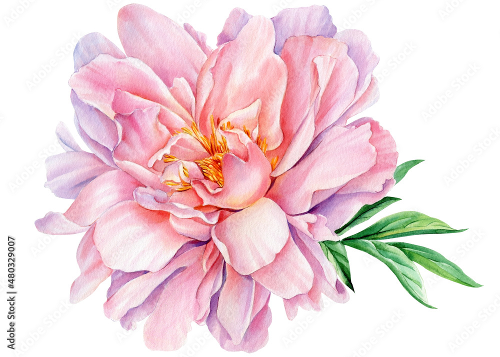 Peony flower isolated on white background, watercolor drawing, pink color Peony flower isolated on white background, watercolor drawing, pink color