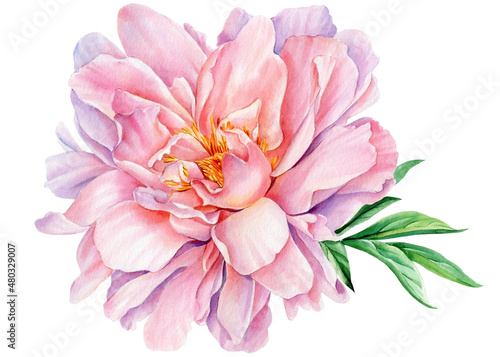 Peony flower isolated on white background  watercolor drawing  pink color