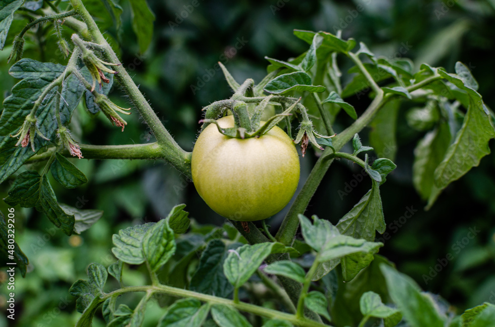 Green tomatoes on a bush, growing tomatoes in the garden