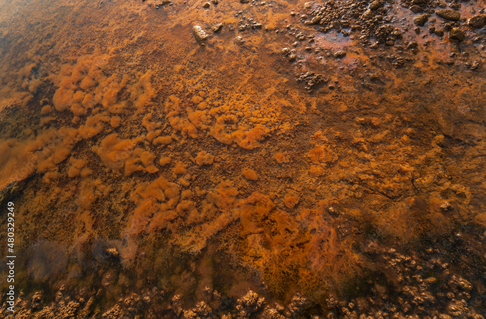 Underwater algae in shallow yellow background Underwater algae in shallow yellow background