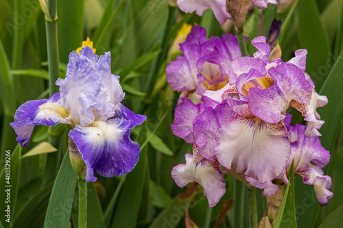 Fototapeta Naklejka Na Ścianę i Meble -  iris flower close up
