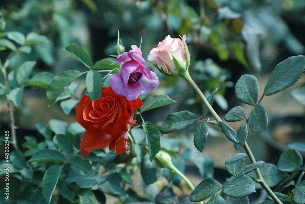 Beautiful Rose Flower Garden- Natural Beautiful Rose Flower Garden- Natural