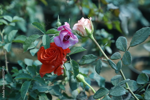 Beautiful Rose Flower Garden- Natural