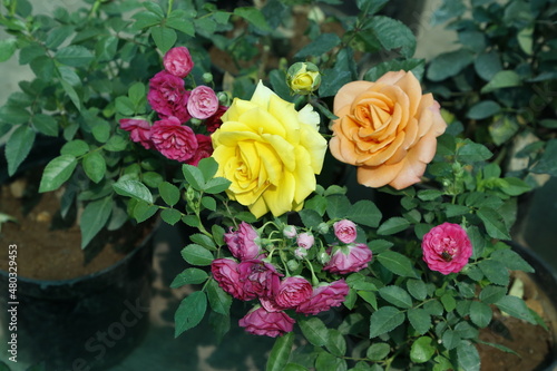 Beautiful Rose Flower Garden- Natural