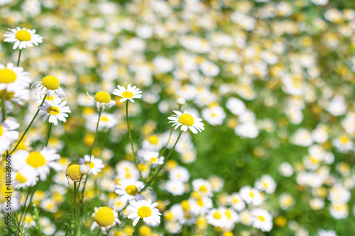 Chamomile flowers Field. Beautiful nature scene with blooming medical roman chamomiles. Nature spring blossom, Summer daisy background. Alternative medicine, phytotherapy ingredient, herbal garden. © Aleksandra Konoplya