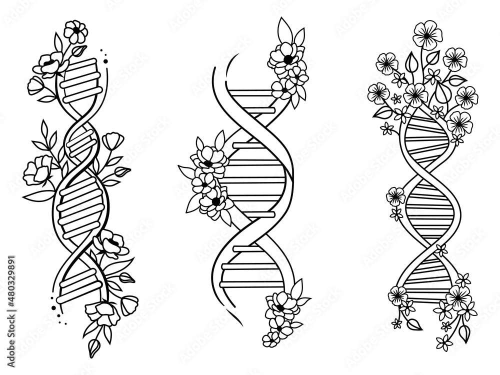 Set of dna spiral. Collection of double floral dna helix. code