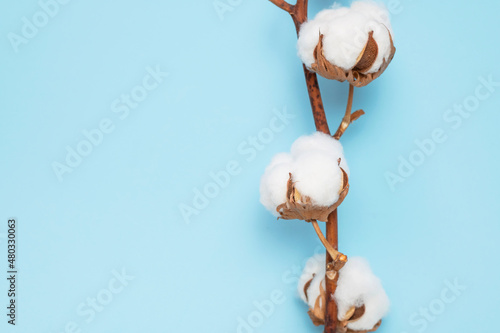 Branch with white fluffy cotton flowers on blue background top view flat lay. Delicate light beauty cotton background. Natural organic fiber, cotton seeds, raw materials for making fabric