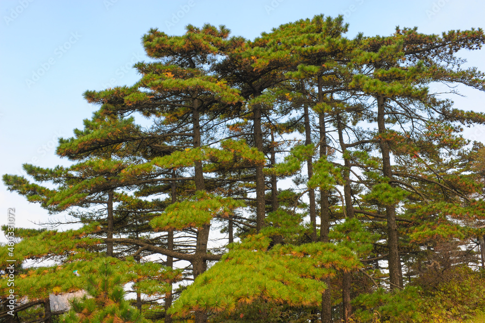 Vegetation, Pine Tree, Forest Landscape in Huangshan Mountain, China