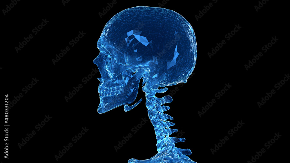 3d rendered illustration of the human skull