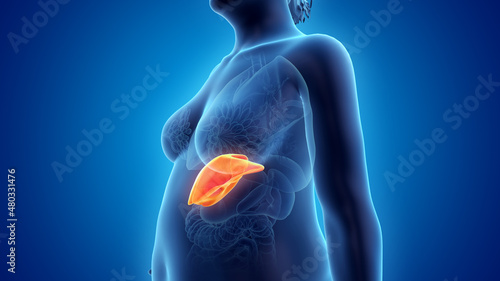 3d rendered illustration of an obese womans liver