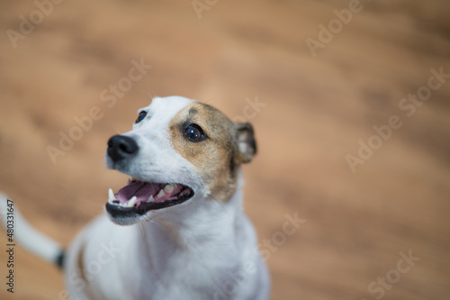 Close up portrait of young terrier dog