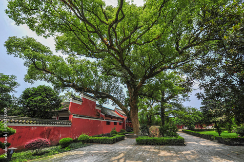 Tall ancient camphor trees along the river photo