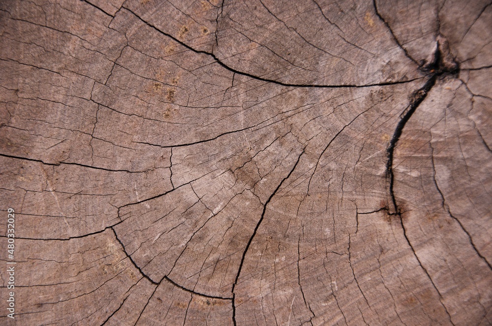 Fototapeta premium The old one cut the logs close-up. The texture of the log cut with cracks and concentric rings of age in the nature