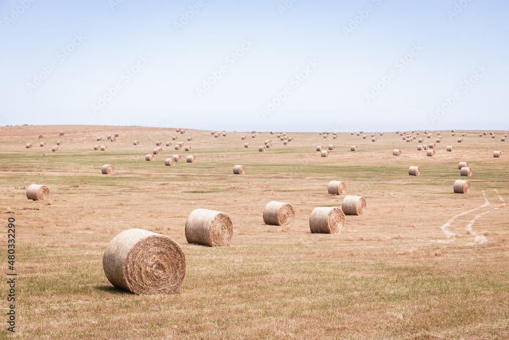 Hay Bales. Large field full of Hay Bales. Hay bales on a field.