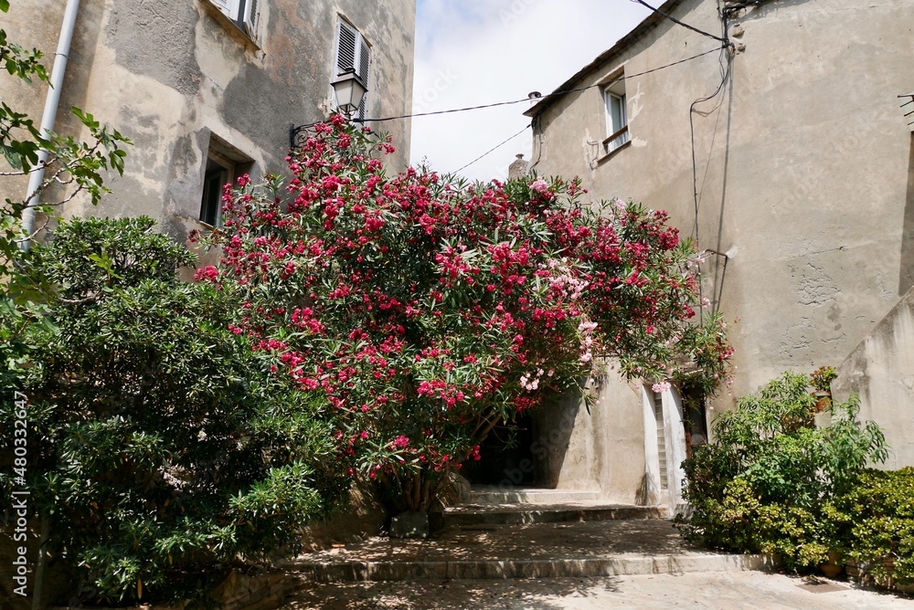Traditional old stone houses in Erbalunga, charming seaside village in Cap Corse, Corsica, France.