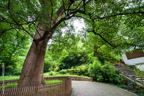 Tall Ancient Camphor Trees, Wuyuan County, Jiangxi Province, China photo