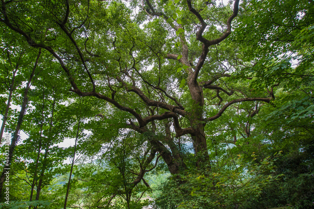 Fototapeta premium Tall Ancient Camphor Trees, Wuyuan County, Jiangxi Province, China