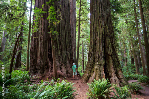 Tourist near sequoia