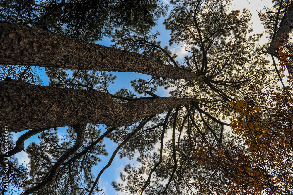 Vegetation, Pine Tree, Forest Landscape in Huangshan Mountain, China Vegetation, Pine Tree, Forest Landscape in Huangshan Mountain, China