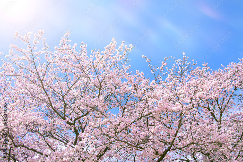 桜に降り注ぐ暖かな春の光 桜に降り注ぐ暖かな春の光