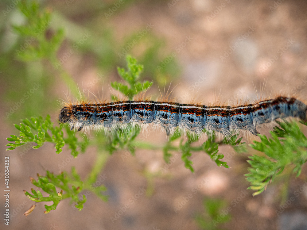 Oruga malacosoma neustria