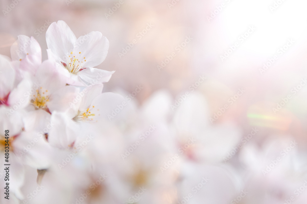桜の花びらを照らす春の太陽