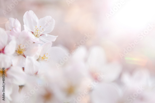 桜の花びらを照らす春の太陽